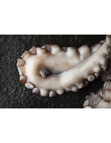 PULPO ENTERO 3-4 K