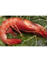 GAMBA ROJA A0 EXTRA