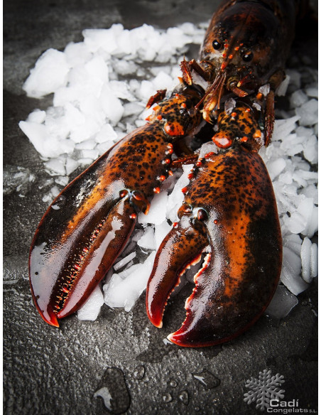 BOGAVANTE (500-600 GR. UNIDAD APROX.)