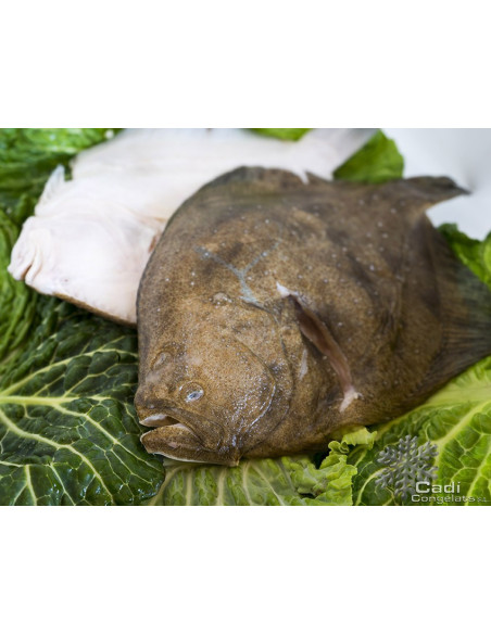 TURBOT SALVATGE 300-500 gr. peça aprox.