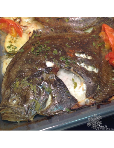 TURBOT SALVATGE 300-500 gr. peça aprox.