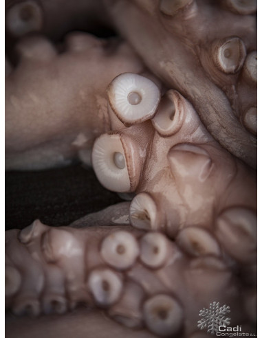PULPO ENTERO 3-4 K