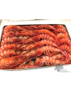 GAMBA VERMELLA A1 GRAN Caixa 1 k. aprox.